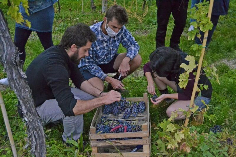 from-verona-valpolicella-winery-tour-with-amarone-vintages
