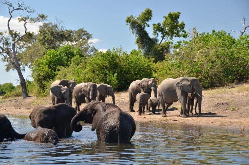 From Victoria Falls : Chobe Full Day Safari with Lunch - In-Depth Look at the Itinerary and Experience