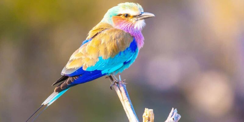 From Victoria Falls: Chobe Half Day Game Drive - Key Points