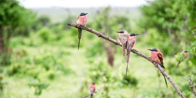 From Victoria Falls: Chobe Half Day Game Drive - Detailed Breakdown of the Tour