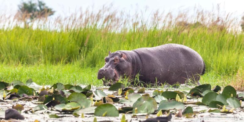 From Victoria Falls: Chobe Half Day Game Drive - Who Is This Tour Best For?