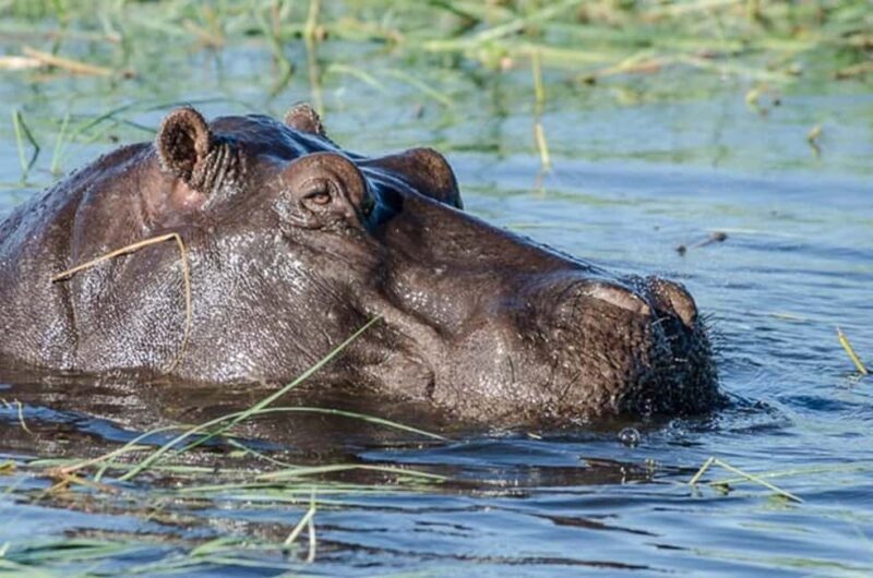 From Victoria Falls: Chobe National Park Day Trip - The Itinerary: A Closer Look at What You Can Expect