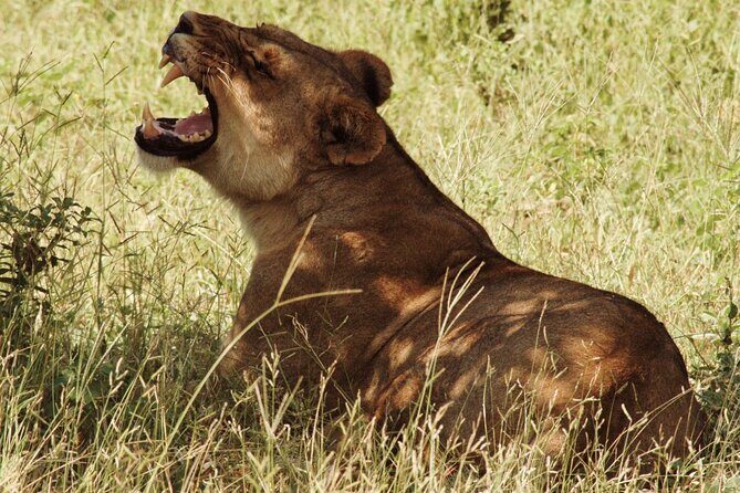 From Victoria Falls: Chobe National Park Small Group Tour - An In-Depth Look at the Experience