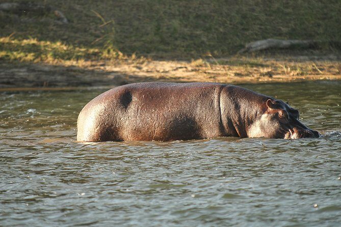 From Victoria Falls: Chobe National Park Small Group Tour - Who Is This Tour Best For?