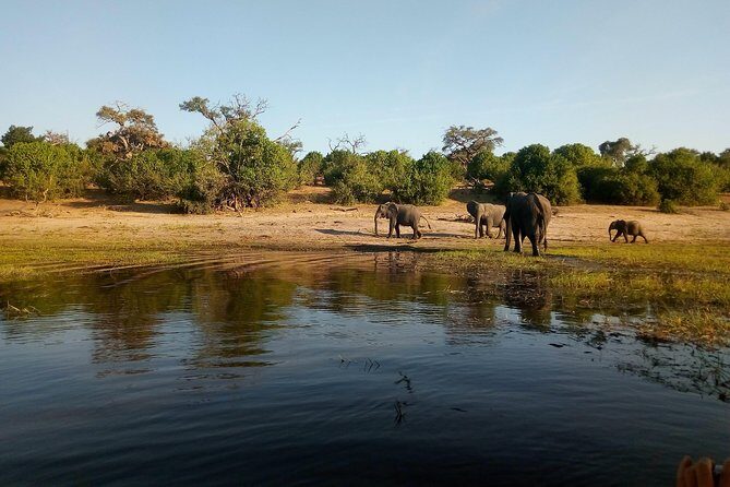 From Victoria Falls: Chobe National Park Small Group Tour - Final Thoughts