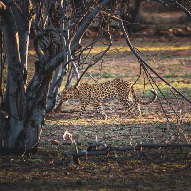 From Victoria Falls: Full Chobe Day trip to Chobe, Botswana - Key Points