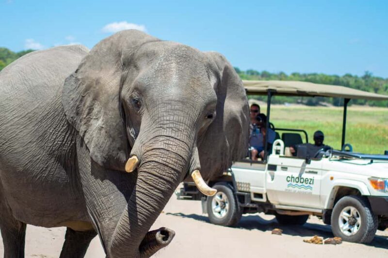 From Victoria Falls: Full Chobe Day trip to Chobe, Botswana - What to Expect from the Tour