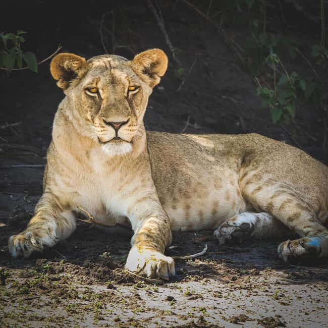From Victoria Falls: Full Chobe Day trip to Chobe, Botswana - Frequently Asked Questions