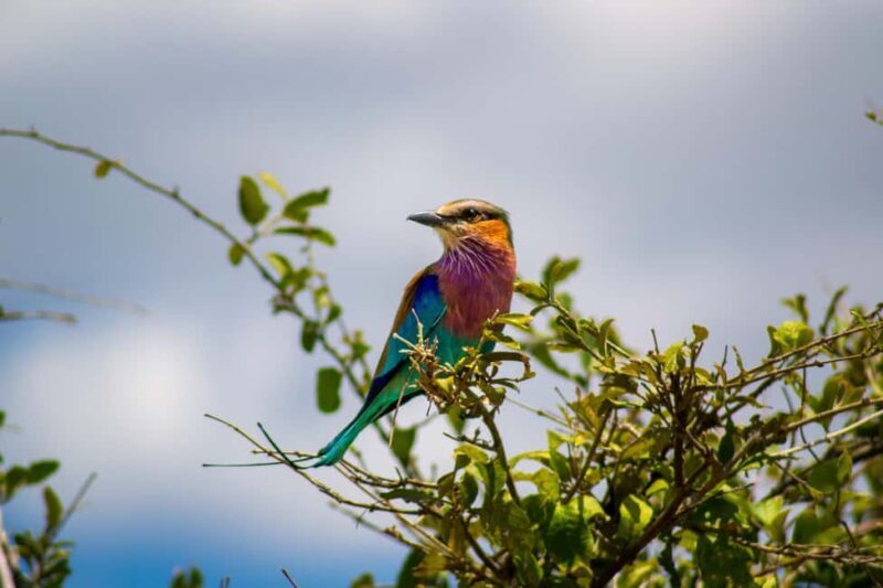 From Victoria Falls: Full Chobe Day trip to Chobe, Botswana - Final Thoughts