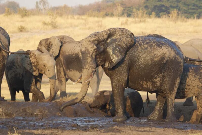 From Victoria Falls: Game drive and Rhino walk (Zambia) - Key Points