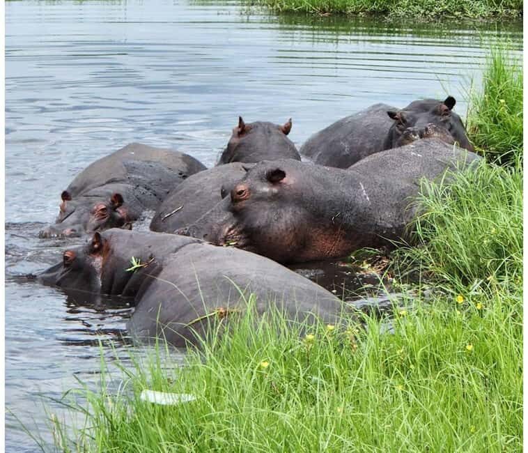 From Victoria Falls: Game drive and Rhino walk (Zambia) - An In-Depth Look at the Experience