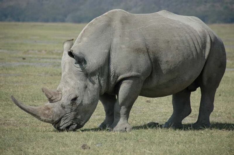 From Victoria Falls: Game drive and Rhino walk (Zambia) - Practical Tips for Your Tour