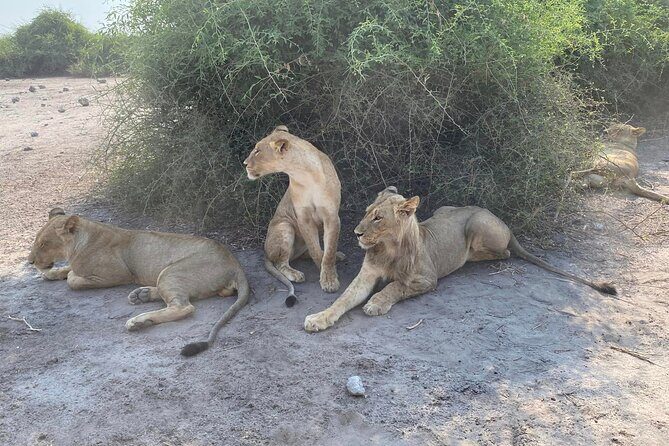 From Victoria Falls: Hwange National Park Day Safari - The Value of Guided, Quiet Game Drives