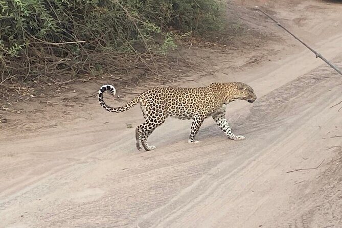 From Victoria Falls: Hwange National Park Day Safari - What Reviewers Say
