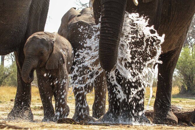 From Victoria Falls: Hwange National Park Day Safari - The Sum Up: Who Should Consider This Tour?
