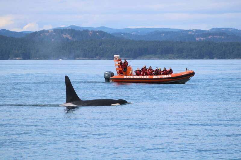 from-victoria-whale-watching-tour-by-zodiac-boat
