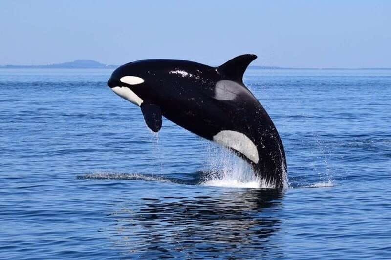 from-victoria-whale-watching-tour-by-zodiac-boat
