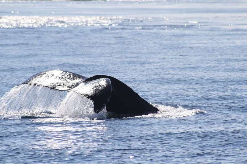 from-victoria-whale-watching-tour-by-zodiac-boat