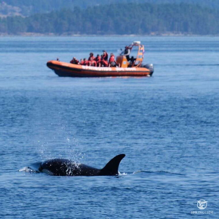 from-victoria-whale-watching-tour-by-zodiac-boat