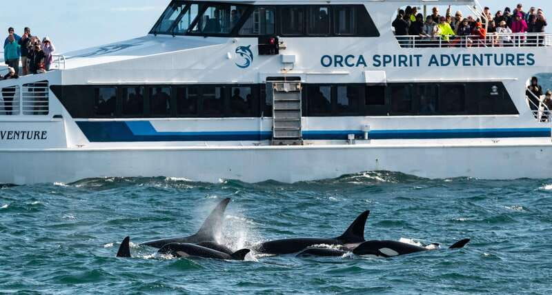 from-victoria-whale-watching-trip-on-covered-boat