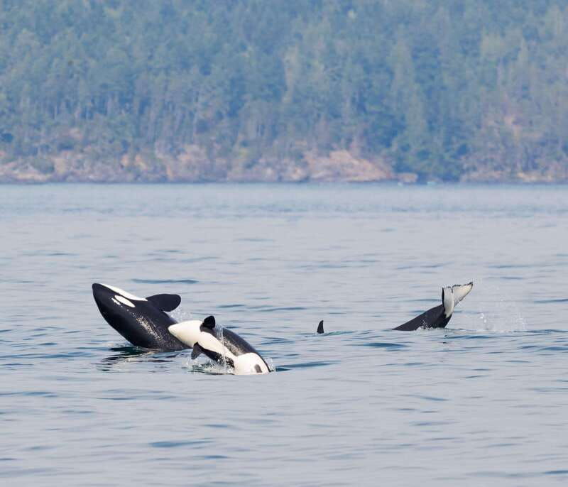 from-victoria-whale-watching-trip-on-covered-boat