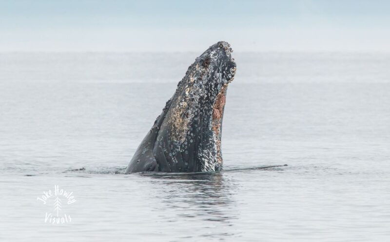 from-victoria-whale-watching-trip-on-covered-boat