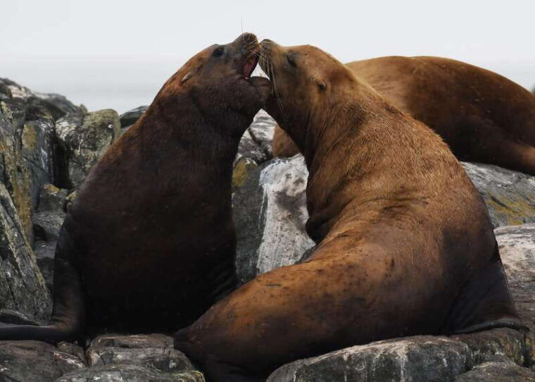 from-victoria-whale-watching-trip-on-covered-boat