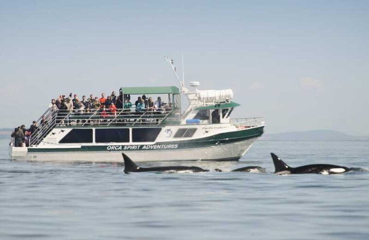 from-victoria-whale-watching-trip-on-covered-boat