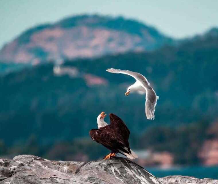 from-victoria-whale-watching-trip-on-covered-boat