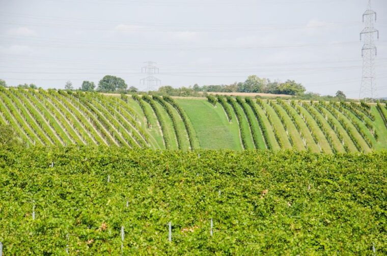 from-vienna-half-day-countryside-wine-tour-with-meal