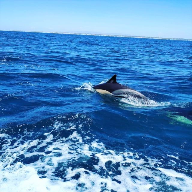 from-vilamoura-2-5-hour-benagil-cave-and-dolphins-boat-tour