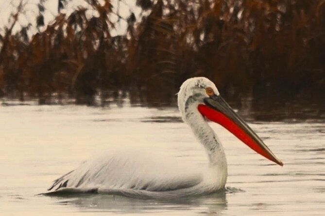 from-virpazar-birdwatching-and-photography-on-skadar-lake