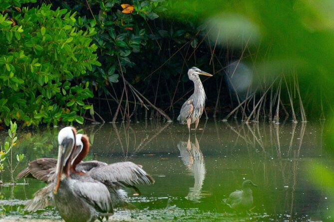 from-virpazar-birdwatching-and-photography-on-skadar-lake