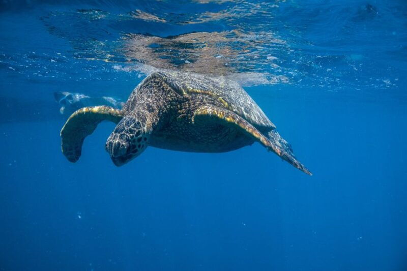 from-waikiki-turtle-canyon-snorkeling-tour