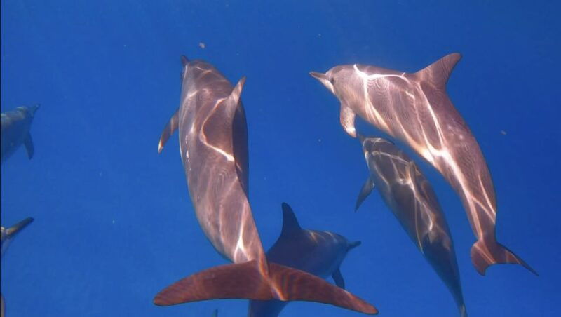 from-waikiki-turtle-canyon-snorkeling-tour