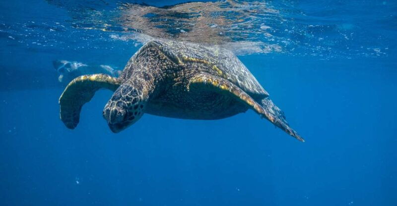 from-waikiki-turtle-canyon-snorkeling-tour
