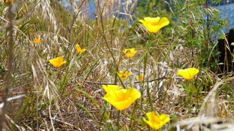 From Wanaka: Ruby Island 1-Hour Cruise and Photo Walk - Exploring the Itinerary and Experience