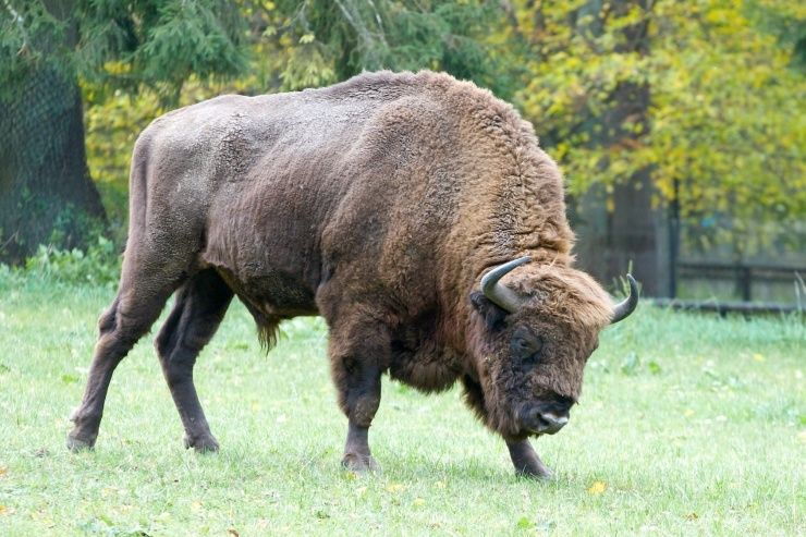from-warsaw-small-group-tour-to-bialowieza-national-park