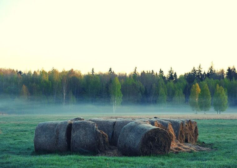 from-warsaw-small-group-tour-to-bialowieza-national-park
