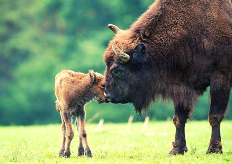from-warsaw-small-group-tour-to-bialowieza-national-park