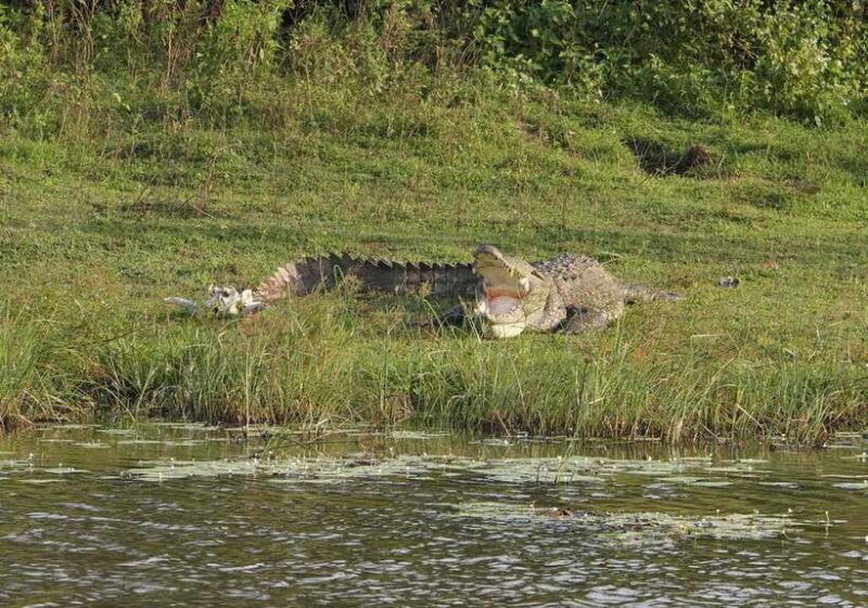 from-weligama-udawalawa-national-park-safari-tour