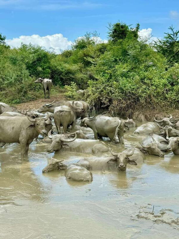 from-weligama-udawalawa-national-park-safari-tour