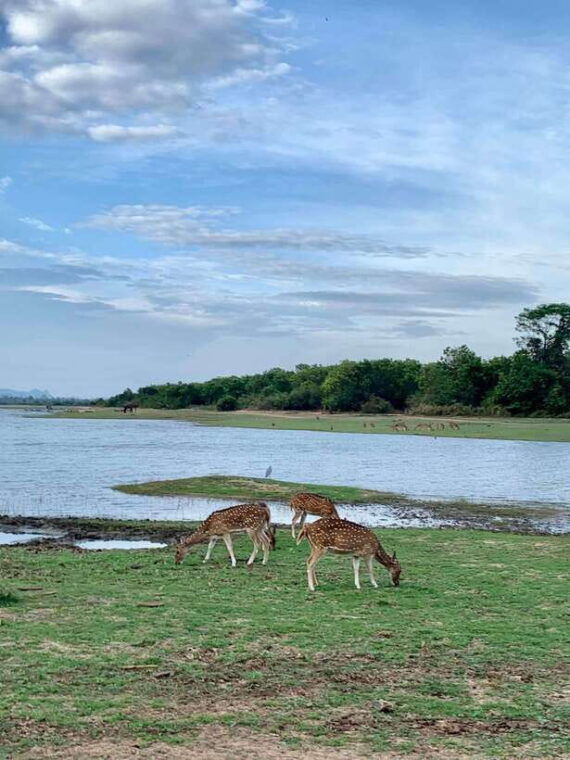 from-weligama-udawalawa-national-park-safari-tour