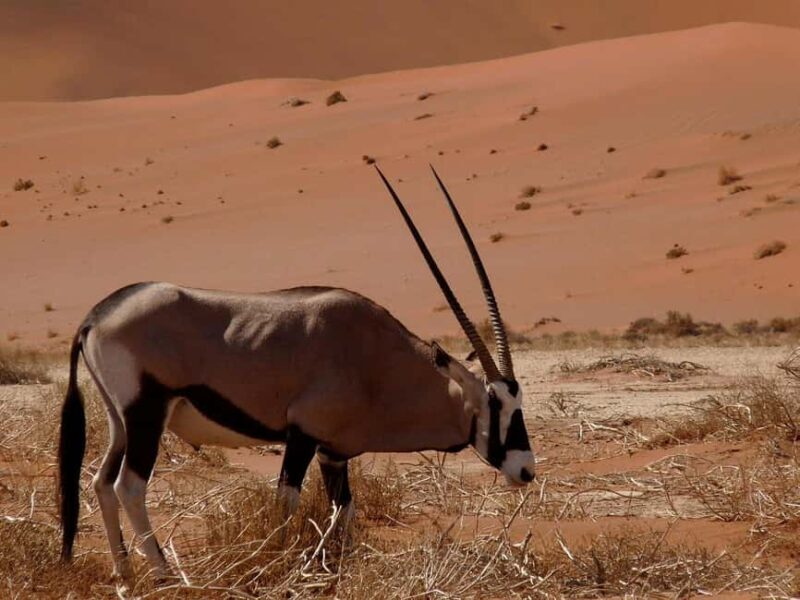From Windhoek: 3-Day Sossusvlei Shared Shuttle Tour - Exploring the Itinerary: What’s Included and What to Expect