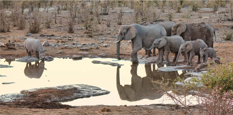 From Windhoek: Guided 1-Day Etosha National Park Safari Tour - What’s Included and What’s Not
