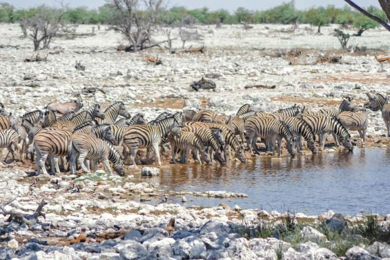 From Windhoek: Guided 1-Day Etosha National Park Safari Tour - The Experience: Pros and Cons