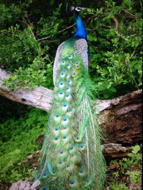 from-yala-yala-national-park-thrilling-full-day-safari