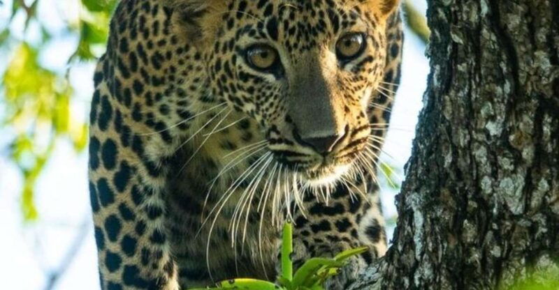 from-yala-yala-national-park-thrilling-half-day-safari