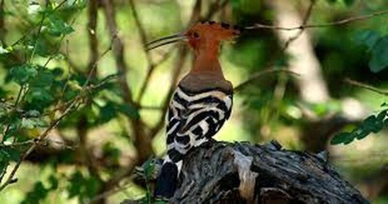 from-yala-yala-national-park-thrilling-half-day-safari