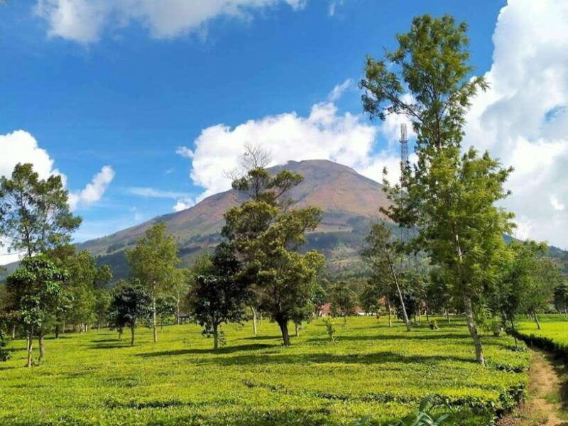 from-yogyakarta-dieng-tour-golden-sunrise-tea-plantation